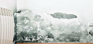 Mold removal strafford county nh